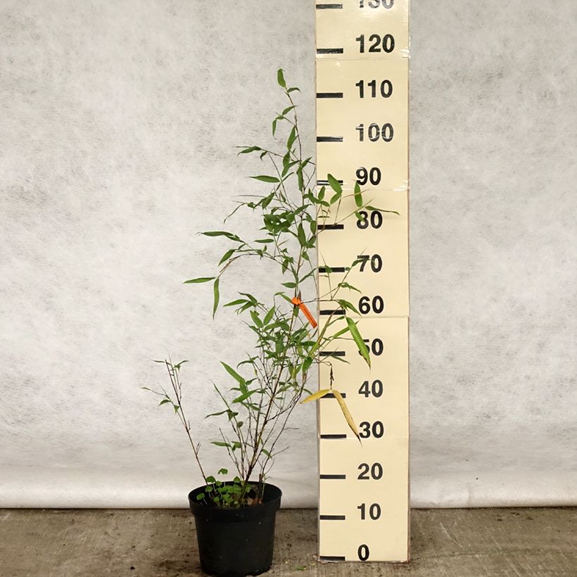Amostra de Phyllostachys viridis Sulphurea Vaso de 4 L/5 L tal como entregue na primavera
