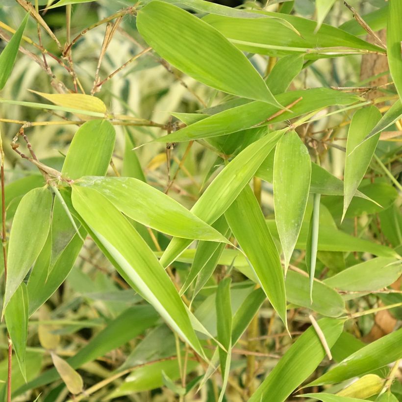 Phyllostachys viridis Sulphurea (Folhagem)