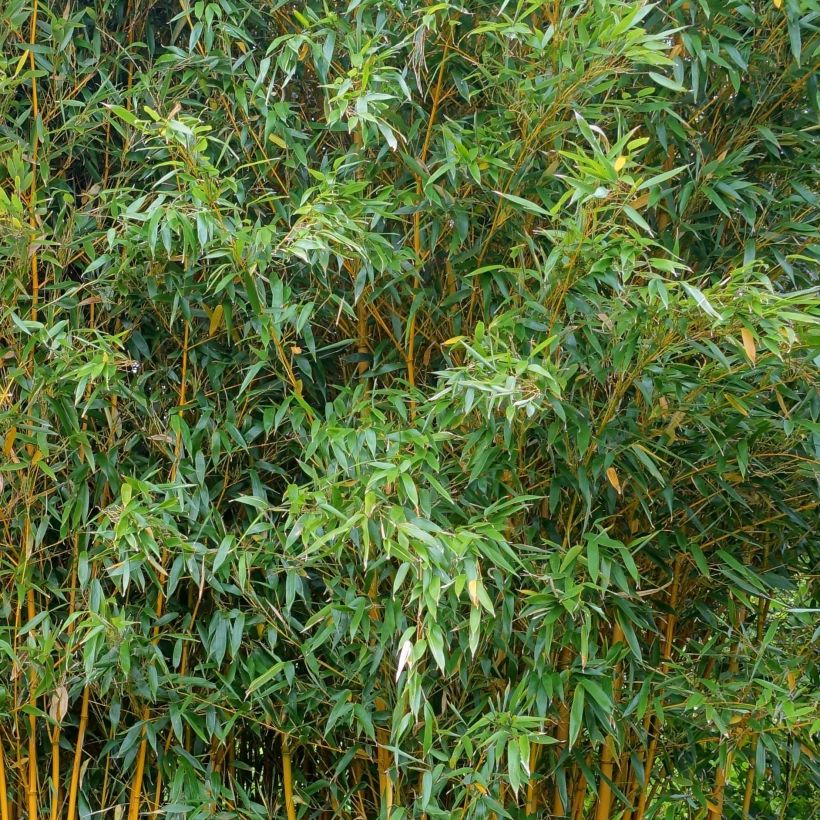 Phyllostachys vivax Aureocaulis (Folhagem)