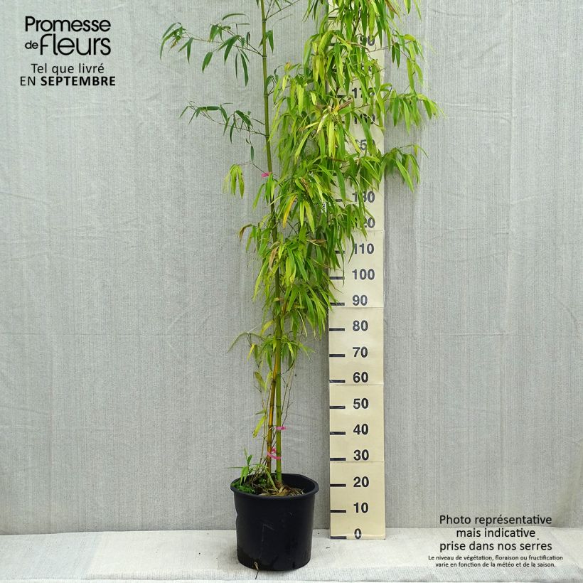 Amostra de Phyllostachys vivax Huangwenzhu Vaso de 12 L/15 L tal como entregue no outono