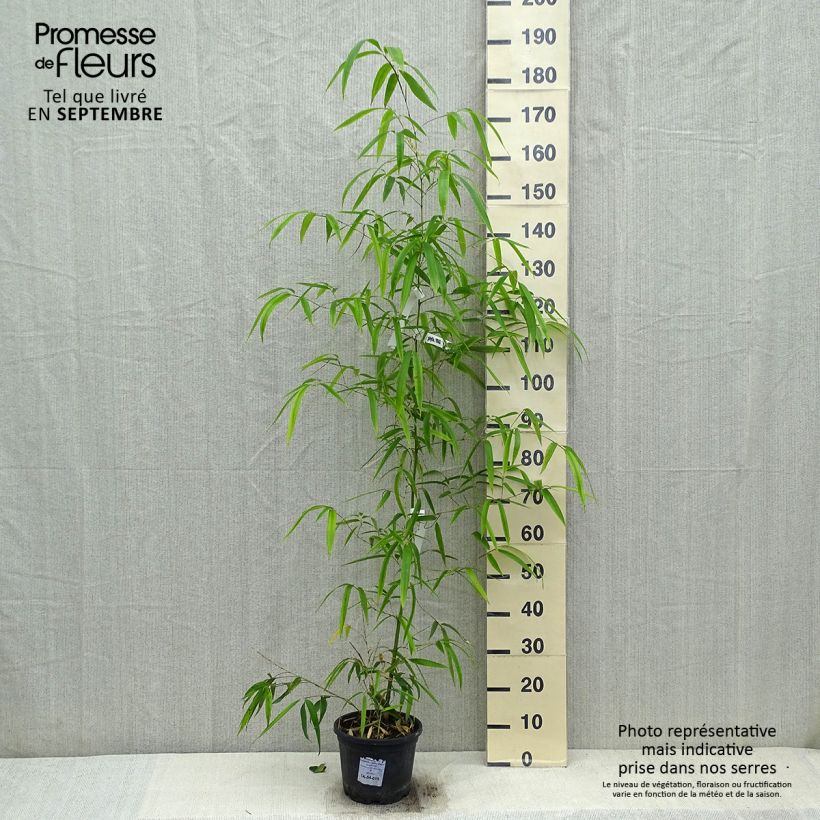Amostra de Phyllostachys vivax Huangwenzhu Vaso de 4 L/5 L tal como entregue no outono