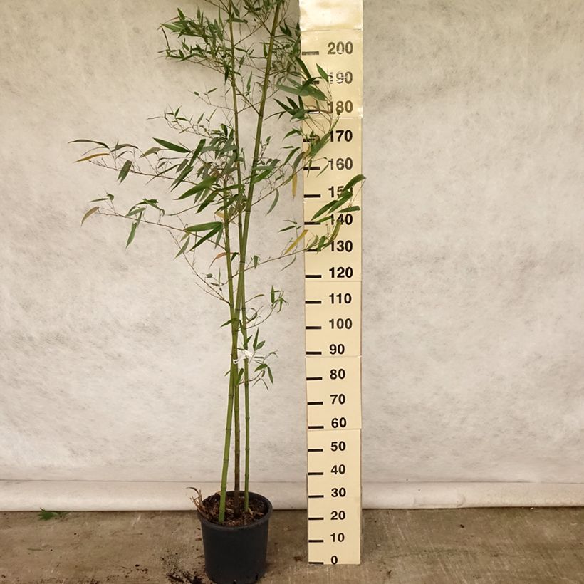 Amostra de Phyllostachys vivax Huangwenzhu Vaso de 4 L/5 L tal como entregue no verão