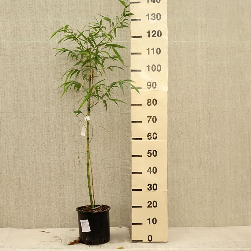 Amostra de Phyllostachys vivax MacClure (type) - Bambou géant Pot de 4L/5L tal como entregue no outono