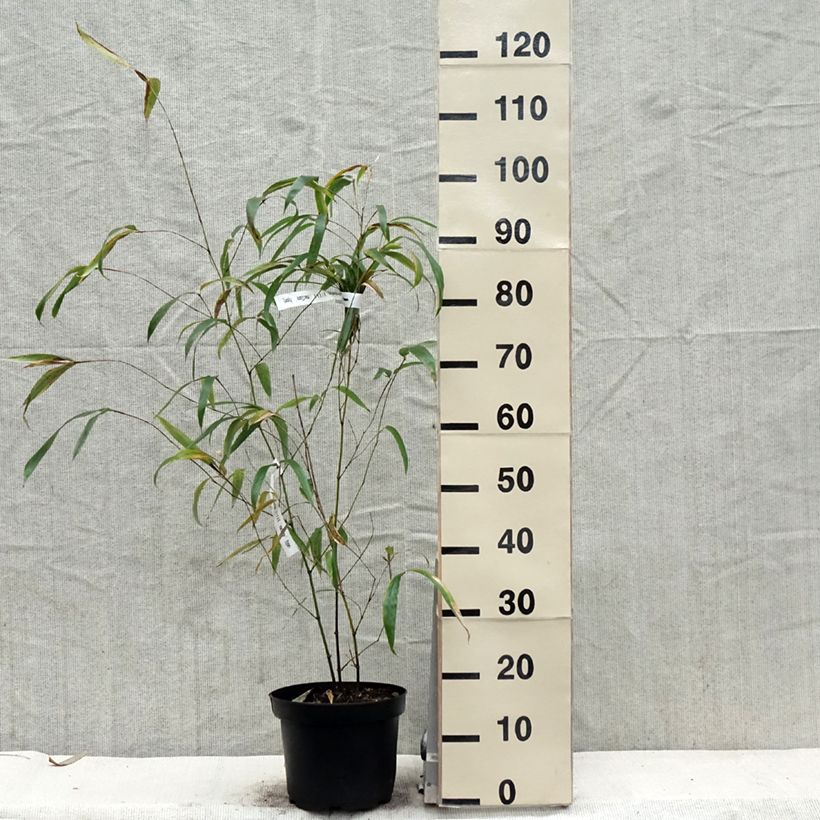 Amostra de Phyllostachys vivax MacClure Vaso de 4 L/5 L tal como entregue na primavera