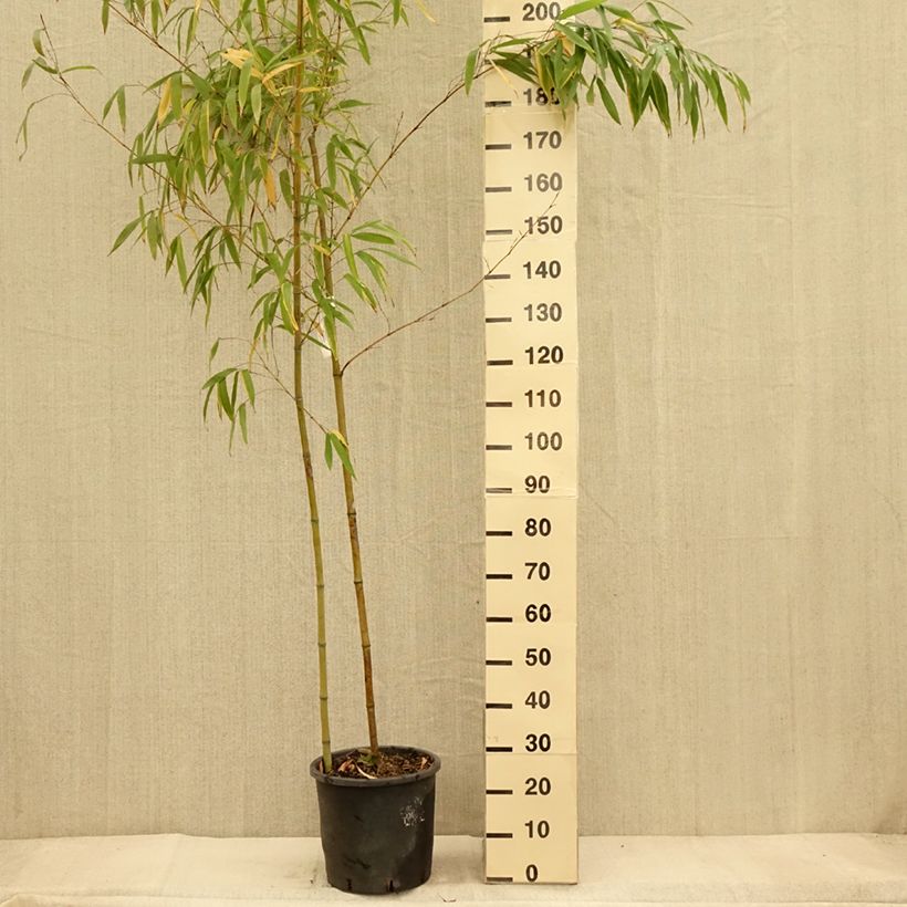 Amostra de Phyllostachys vivax MacClure Vaso de 12 L/15 L tal como entregue no outono
