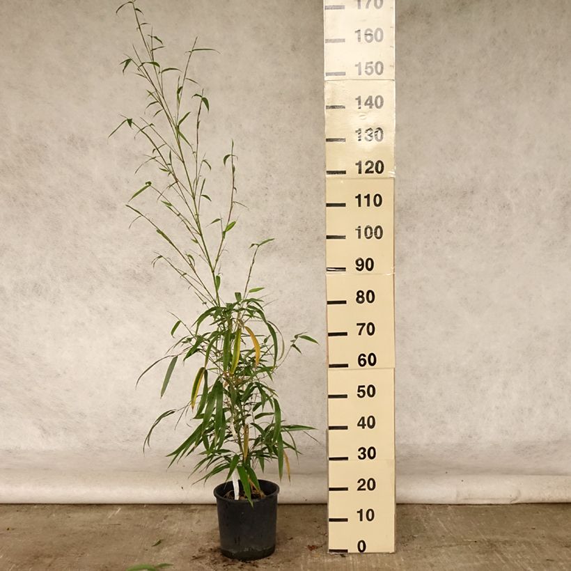 Amostra de Phyllostachys vivax MacClure Vaso de 12 L/15 L tal como entregue no verão