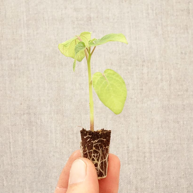 Amostra de Fisális Preciosa - Physalis pruinosa plantas jovens Mini-torrão Ø 3/4 cm tal como entregue na primavera