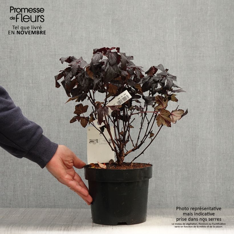 Amostra de Physocarpus opulifolius Rubella Vaso de 2 L/3 L tal como entregue no outono