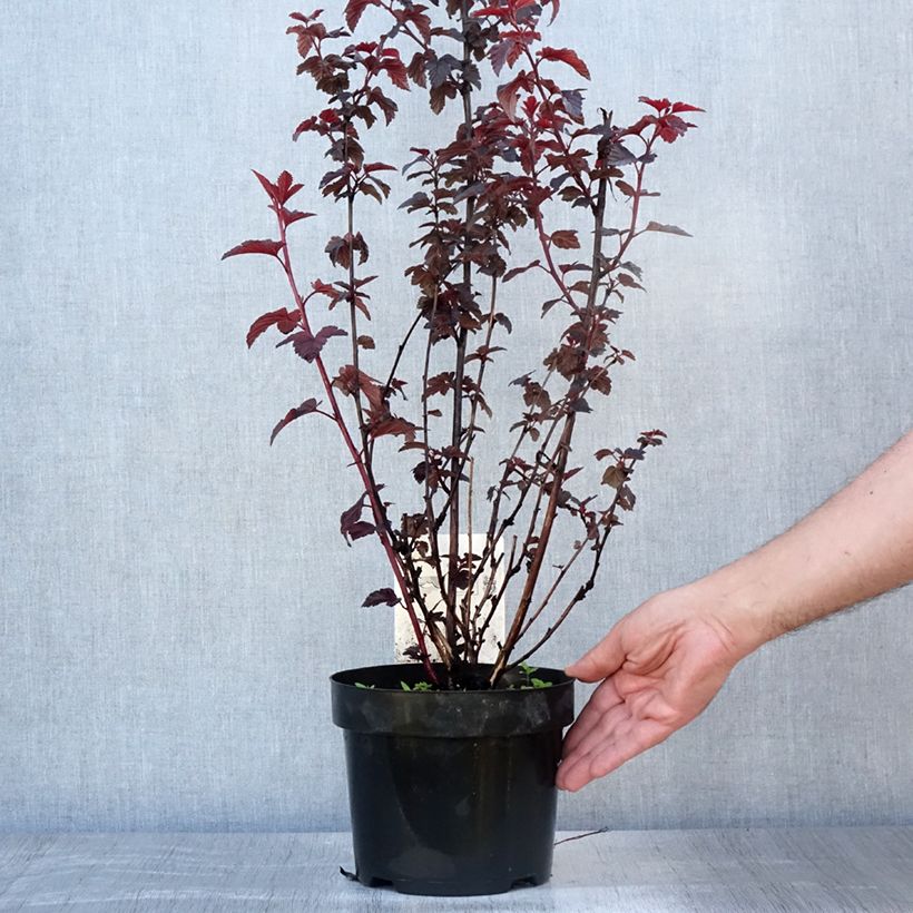 Amostra de Physocarpus opulifolius Rubella Vaso de 2 L/3 L tal como entregue no verão