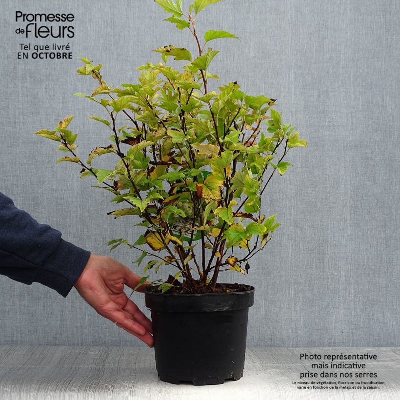 Amostra de Physocarpus opulifolius Dart's Gold Vaso de 3 L/4 L tal como entregue no outono