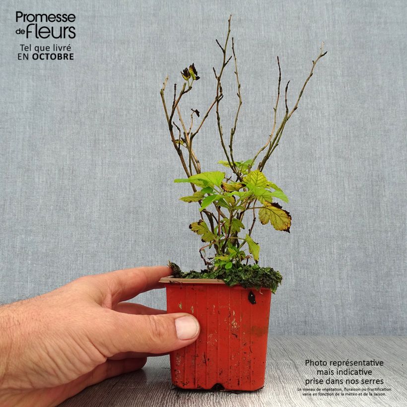 Amostra de Physocarpus opulifolius Dart's Gold Vaso de 8/9 cm tal como entregue no outono