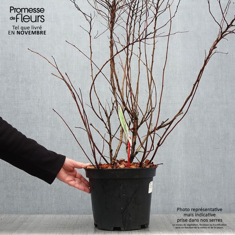 Amostra de Physocarpus opulifolius Dart's Gold Vaso de 6 L/7 L tal como entregue no outono