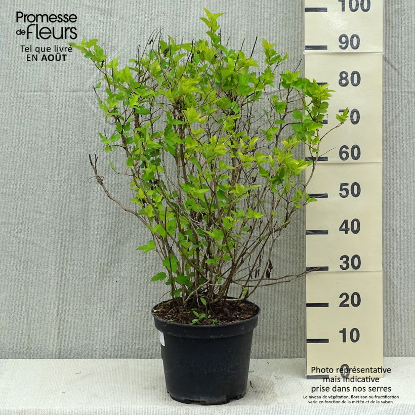 Amostra de Physocarpus opulifolius Dart's Gold Vaso de 6 L/7 L tal como entregue no verão