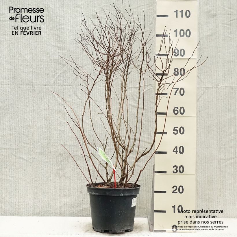 Amostra de Physocarpus opulifolius Dart's Gold Vaso de 6 L/7 L tal como entregue no inverno