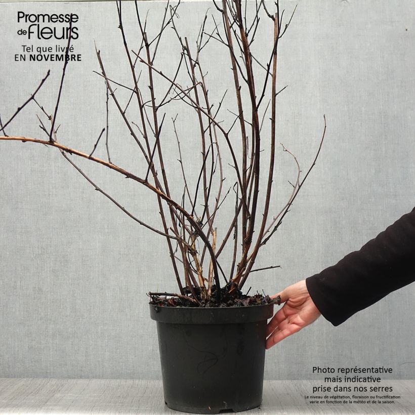Amostra de Physocarpus opulifolius Midnight Vaso de 7,5 L/10 L tal como entregue no outono