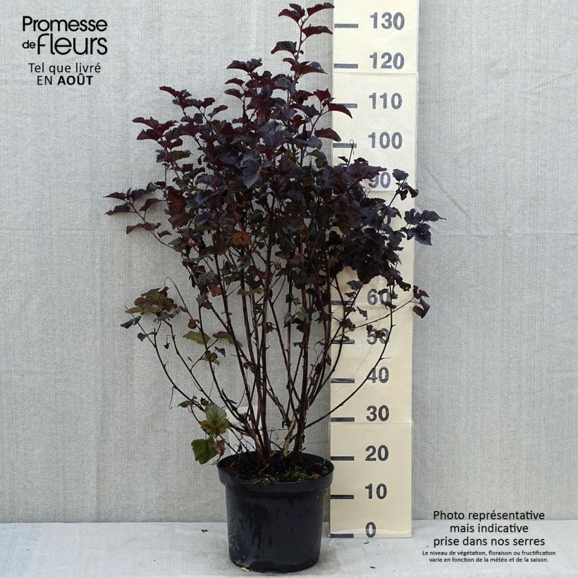 Amostra de Physocarpus opulifolius Midnight Vaso de 7,5 L/10 L tal como entregue no verão