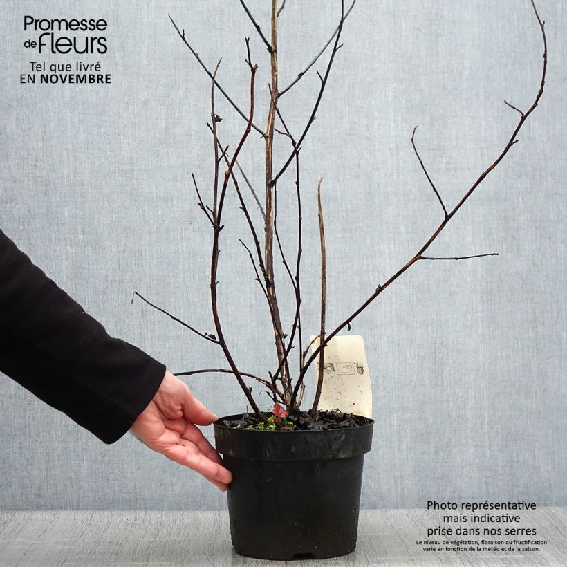 Amostra de Physocarpus opulifolius Midnight Vaso de 3 L/4 L tal como entregue no outono