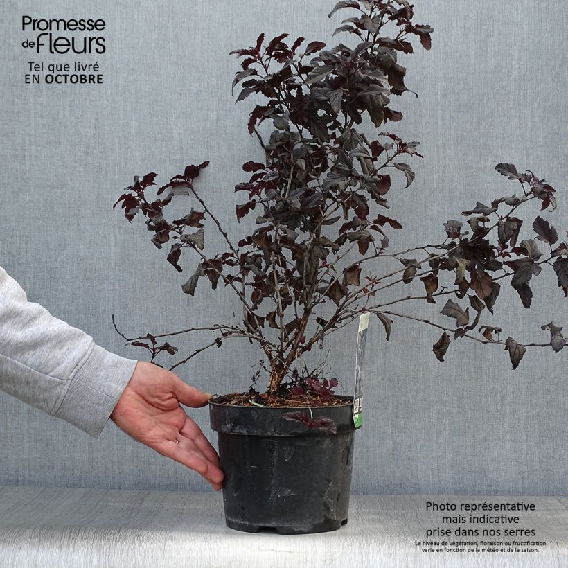 Amostra de Physocarpus opulifolius All Black Vaso de 3 L/4 L tal como entregue no outono