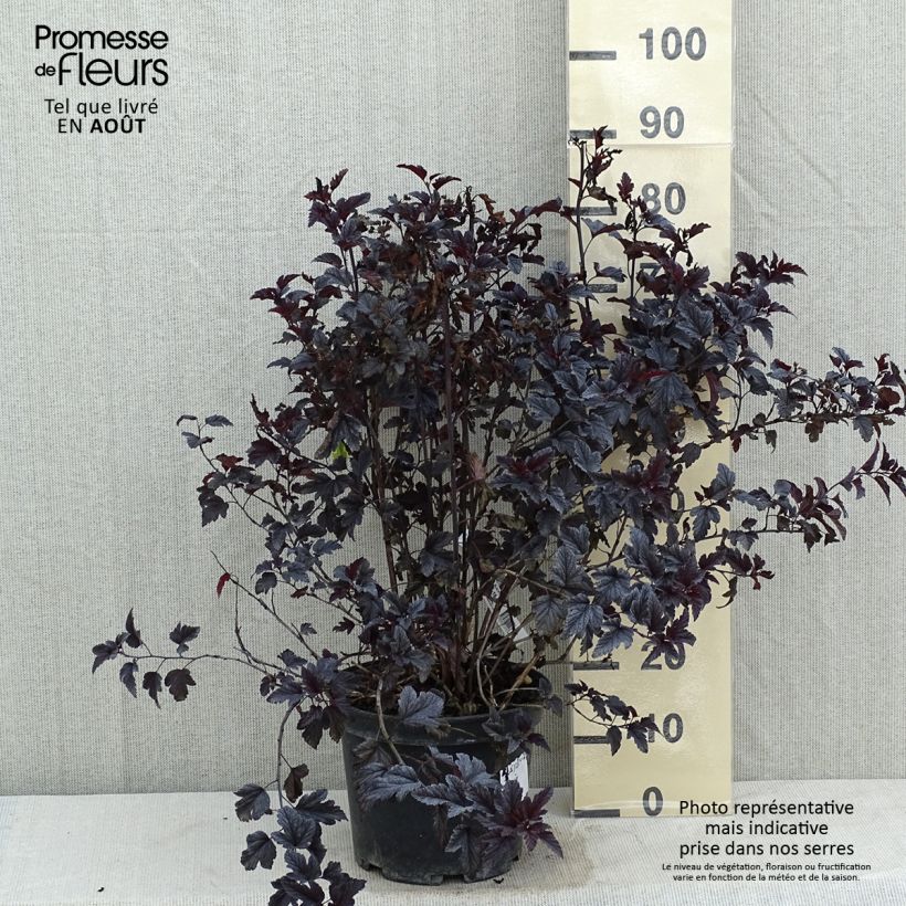 Amostra de Physocarpus opulifolius All Black Vaso de 7,5 L/10 L tal como entregue no verão