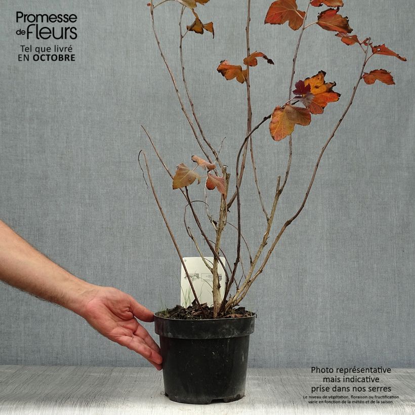 Amostra de Physocarpus opulifolius Amber Jubilee Vaso de 3 L/4 L tal como entregue no outono