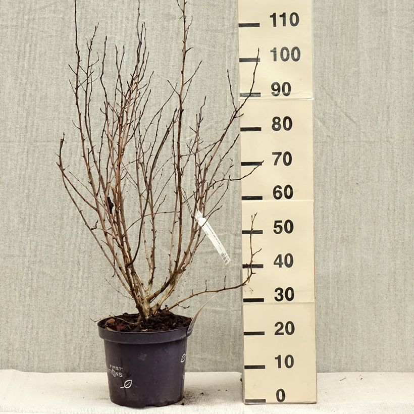 Amostra de Physocarpus opulifolius Amber Jubilee Vaso de 7,5 L/10 L tal como entregue no outono