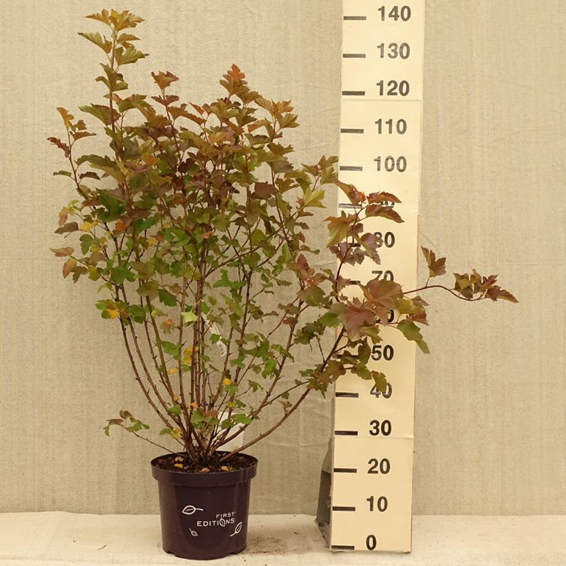 Amostra de Physocarpus opulifolius Amber Jubilee Vaso de 7,5 L/10 L tal como entregue no verão
