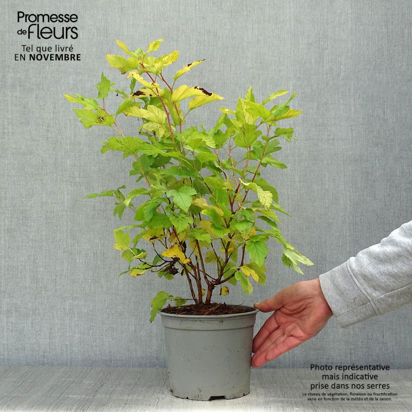 Amostra de Physocarpus opulifolius Angel Gold Vaso de 3 L/4 L tal como entregue no outono