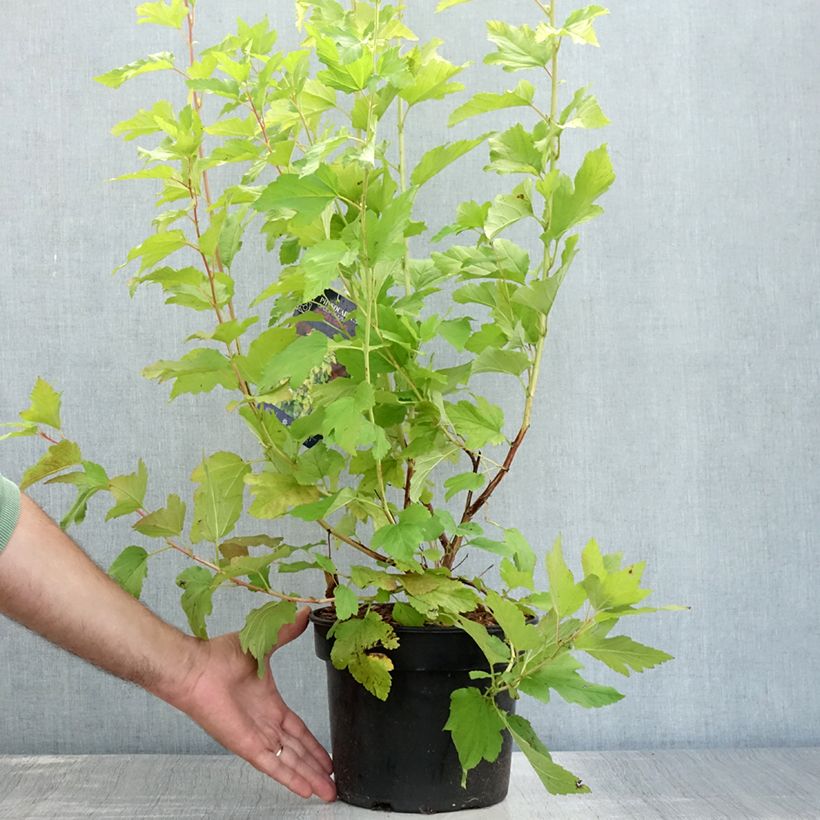 Amostra de Physocarpus opulifolius Angel Gold Vaso de 3 L/4 L tal como entregue no verão