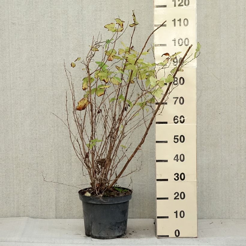 Amostra de Physocarpus opulifolius Angel Gold Vaso de 7,5 L/10 L tal como entregue no outono