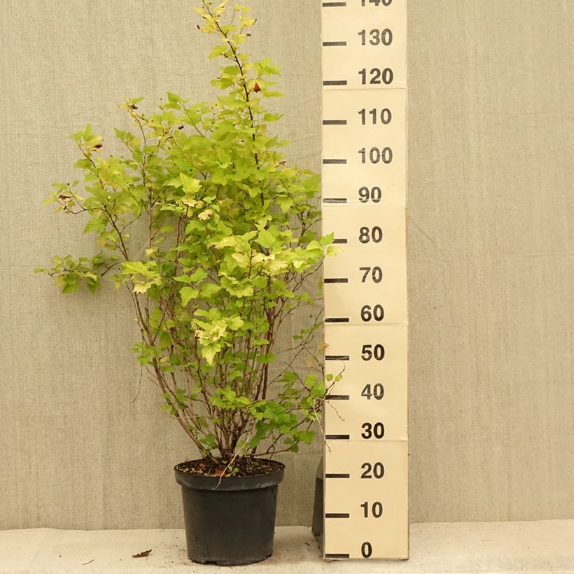 Amostra de Physocarpus opulifolius Angel Gold Vaso de 7,5 L/10 L tal como entregue no verão