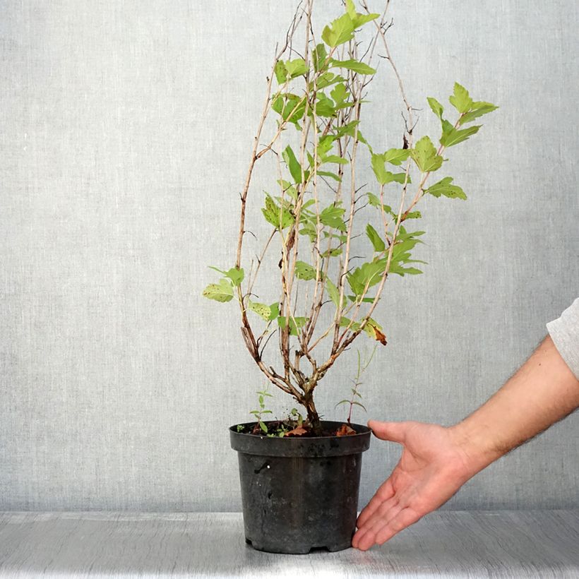 Amostra de Physocarpus opulifolius Anny's Gold Vaso de 3 L/4 L tal como entregue no outono