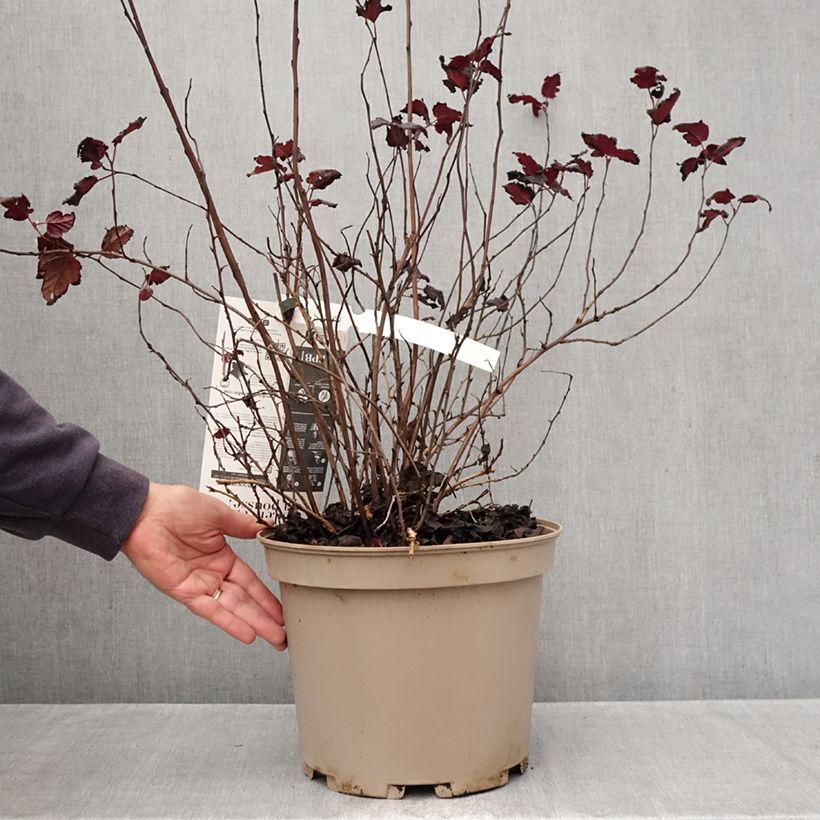 Amostra de Physocarpus opulifolius Black Light Vaso de 7,5 L/10 L tal como entregue no outono
