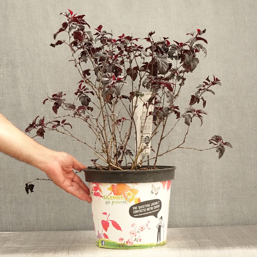 Amostra de Physocarpus opulifolius Black Light Vaso de 7,5 L/10 L tal como entregue no verão