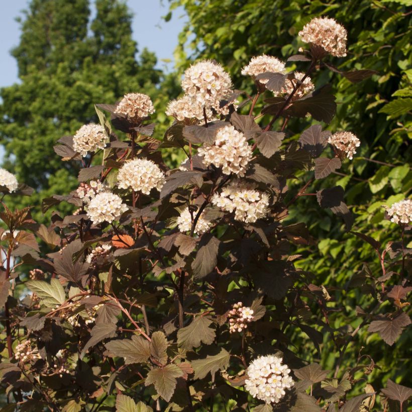 Physocarpus opulifolius Diable D'Or (Floração)