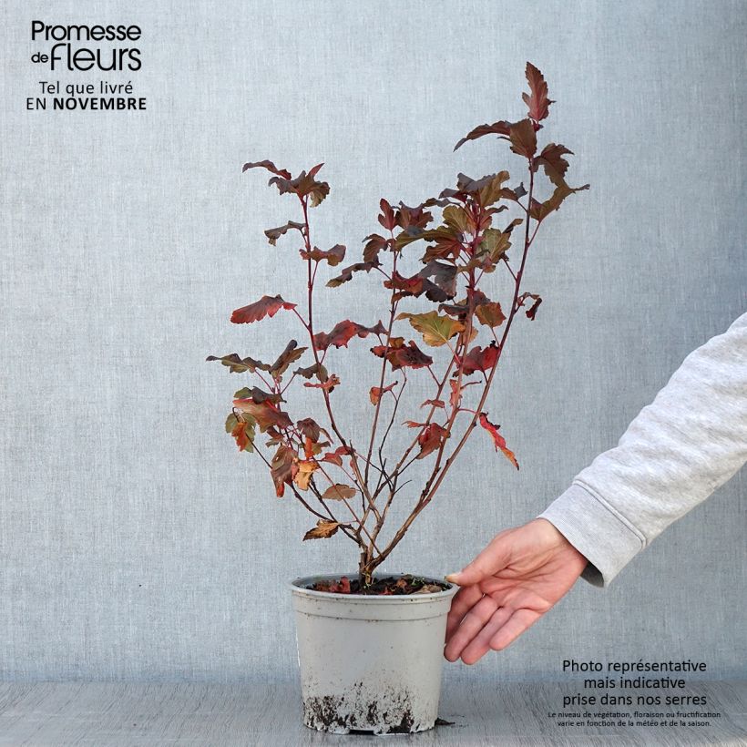 Amostra de Physocarpus opulifolius Diable D'Or Vaso de 3 L/4 L tal como entregue no outono