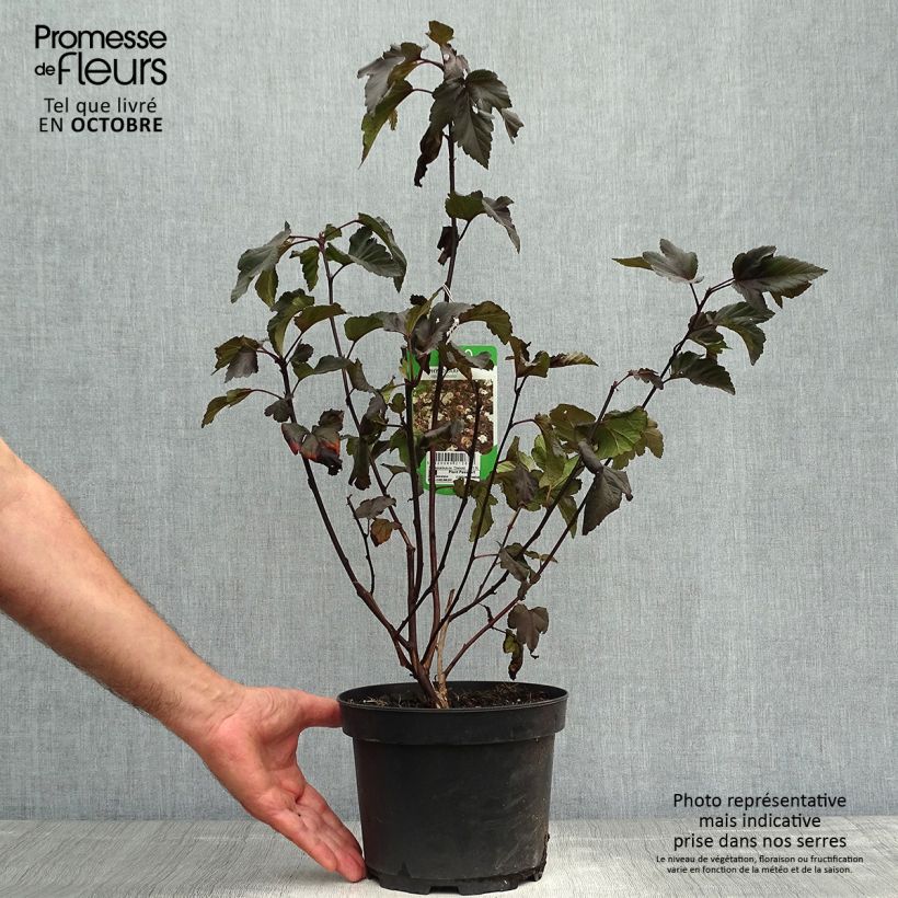 Amostra de Physocarpus opulifolius Diabolo Vaso de 3 L/4 L tal como entregue no outono