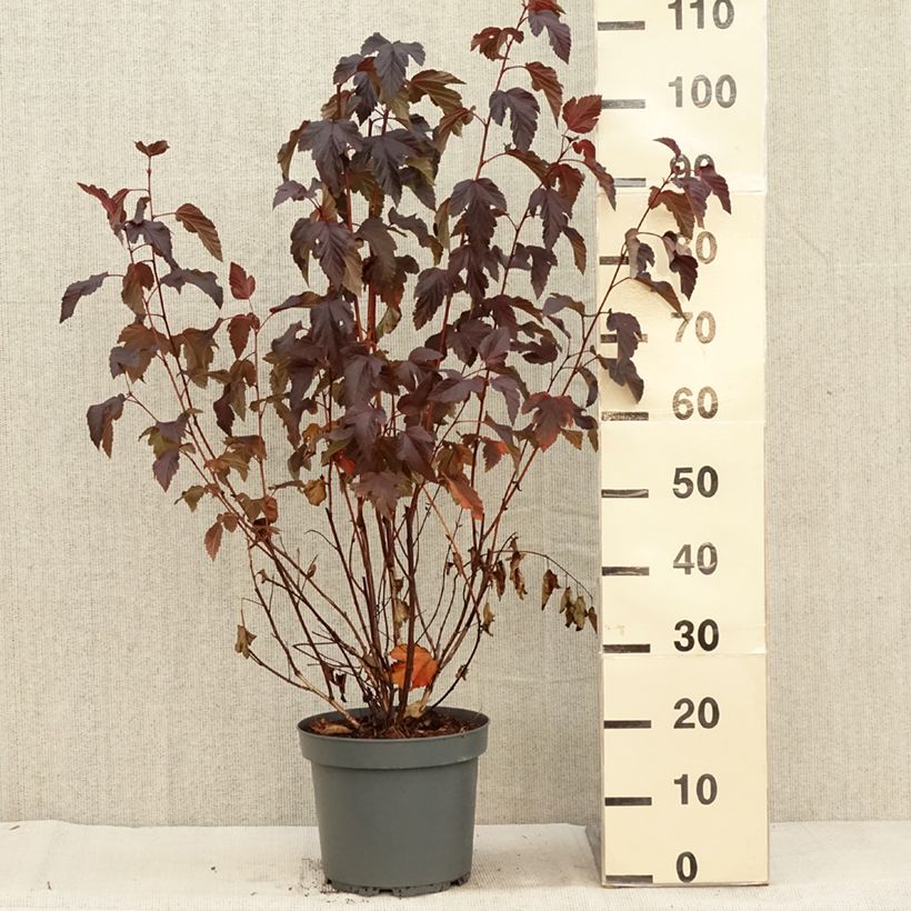 Amostra de Physocarpus opulifolius Diabolo Vaso de 6 L/7 L tal como entregue no outono