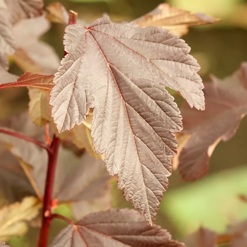 Physocarpus opulifolius Diabolo (Folhagem)
