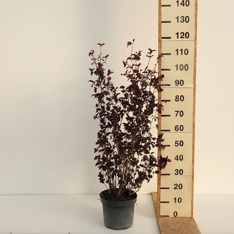 Amostra de Physocarpus opulifolius Diabolo Vaso de 6 L/7 L tal como entregue no verão