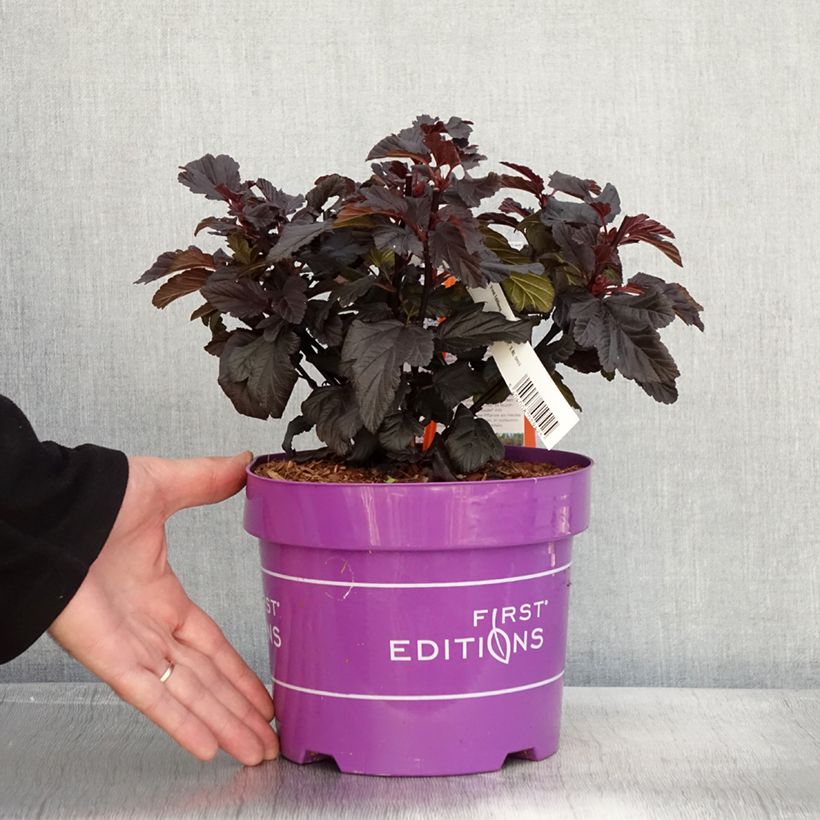 Amostra de Physocarpus opulifolius Fireside - Physocarpe à feuilles d'obier Pot de 3L/4L tal como entregue no outono
