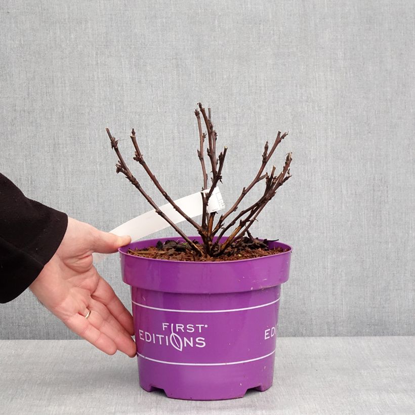 Amostra de Physocarpus opulifolius Fireside - Physocarpe à feuilles d'obier Pot de 3L/4L tal como entregue no inverno