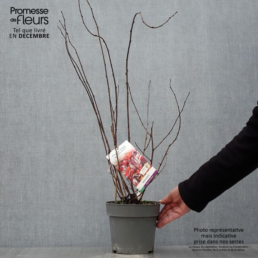 Amostra de Physocarpus opulifolius Lady in Red Vaso de 3 L/4 L tal como entregue no outono