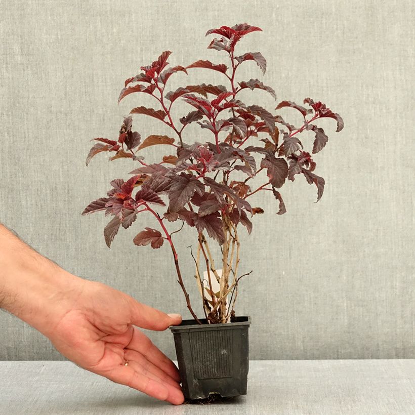 Amostra de Physocarpus opulifolius Little Angel Vaso de 8/9 cm tal como entregue no verão