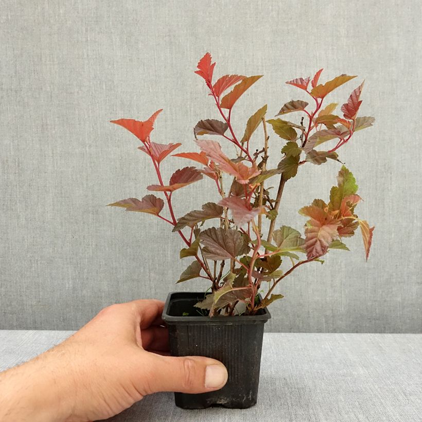Amostra de Physocarpus opulifolius Little Angel Vaso de 8/9 cm tal como entregue na primavera