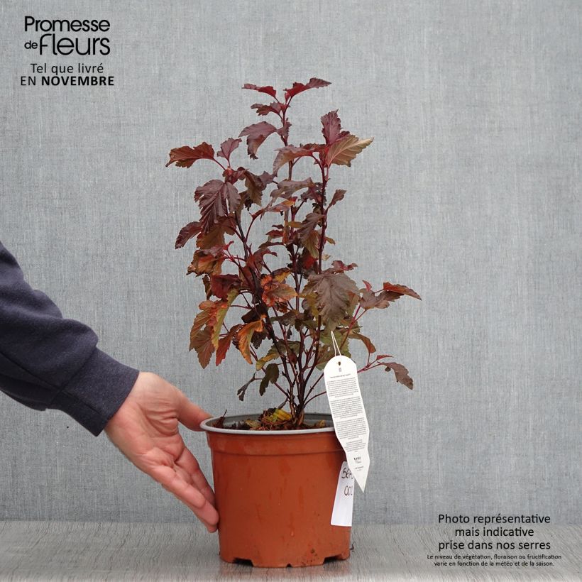 Amostra de Physocarpus opulifolius Little Angel Vaso de 2 L/3 L tal como entregue no outono