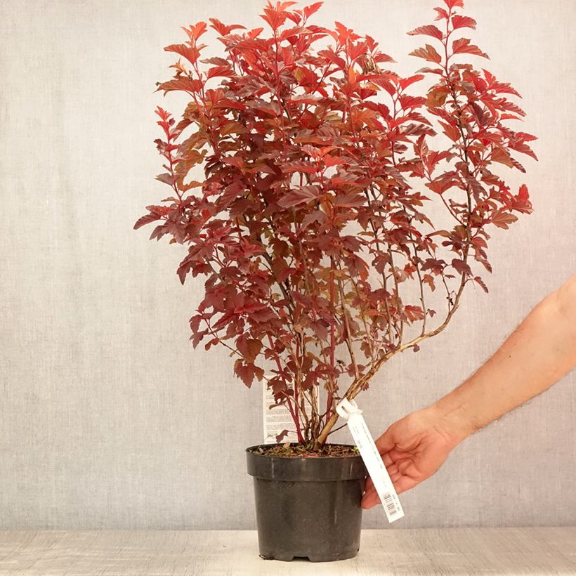 Amostra de Physocarpus opulifolius Little Angel Vaso de 2 L/3 L tal como entregue no verão