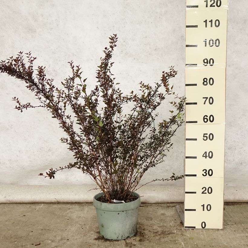 Amostra de Physocarpus opulifolius Little Devil Vaso de 7,5 L/10 L tal como entregue no verão
