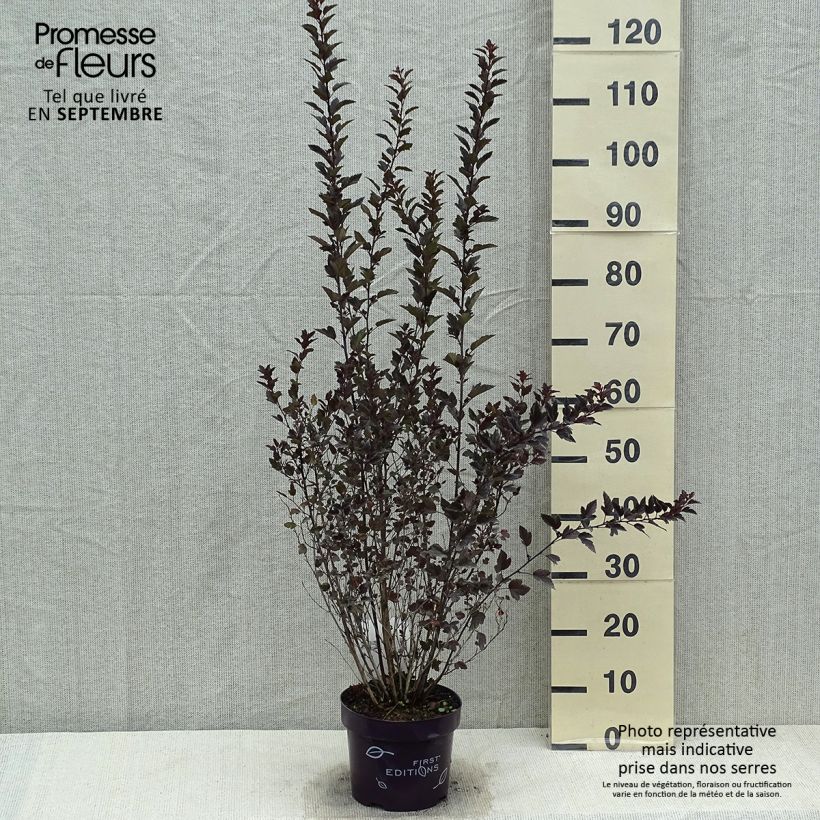 Amostra de Physocarpus opulifolius Little Devil Vaso de 3 L/4 L tal como entregue no verão