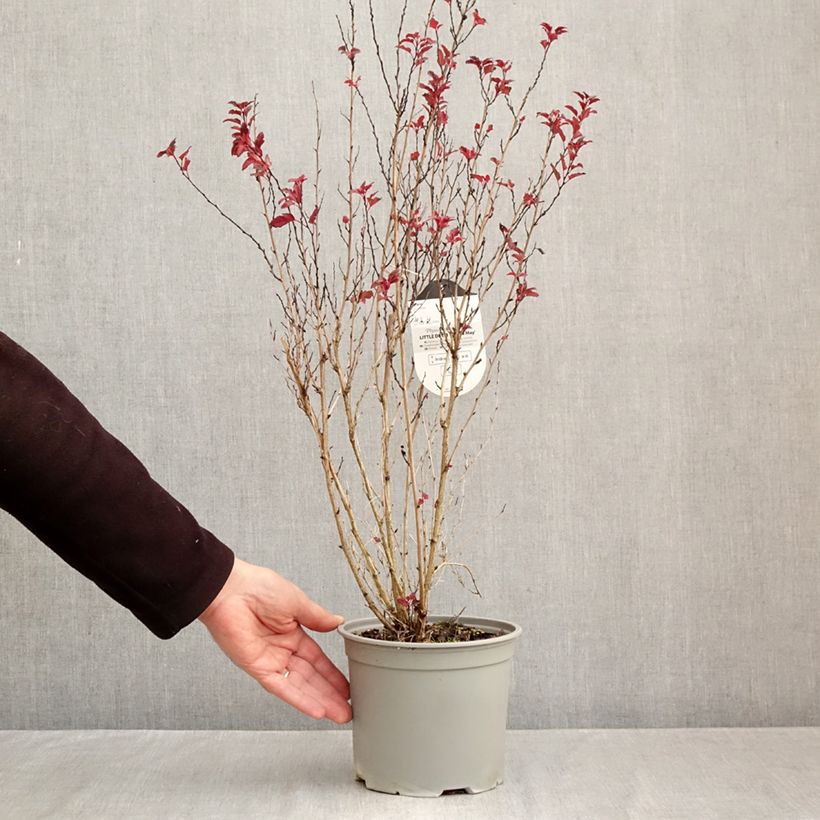 Amostra de Physocarpus opulifolius Little Devil Vaso de 3 L/4 L tal como entregue no outono