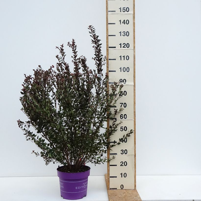 Amostra de Physocarpus opulifolius Little Devil Vaso de 7,5 L/10 L tal como entregue no outono